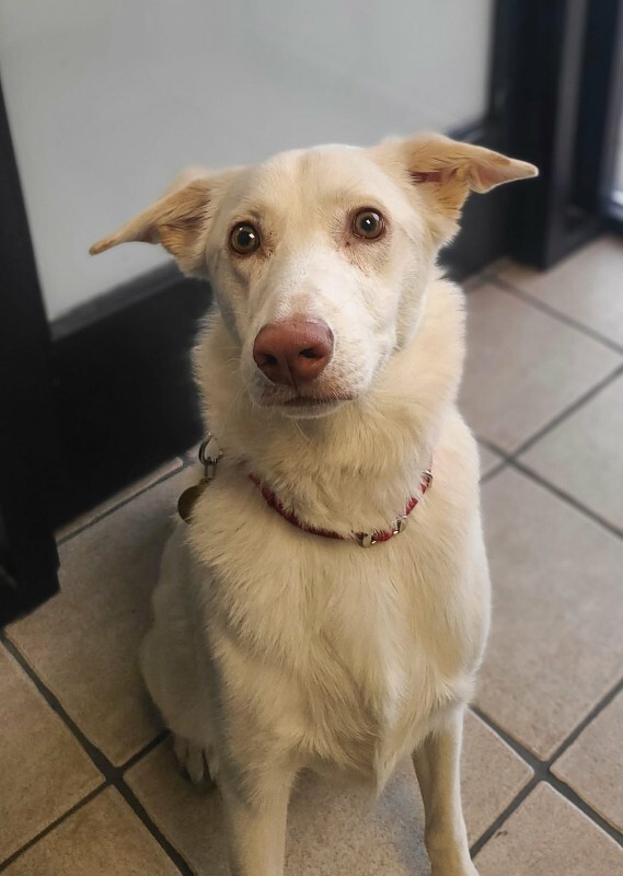 Picture of the Animal Listed