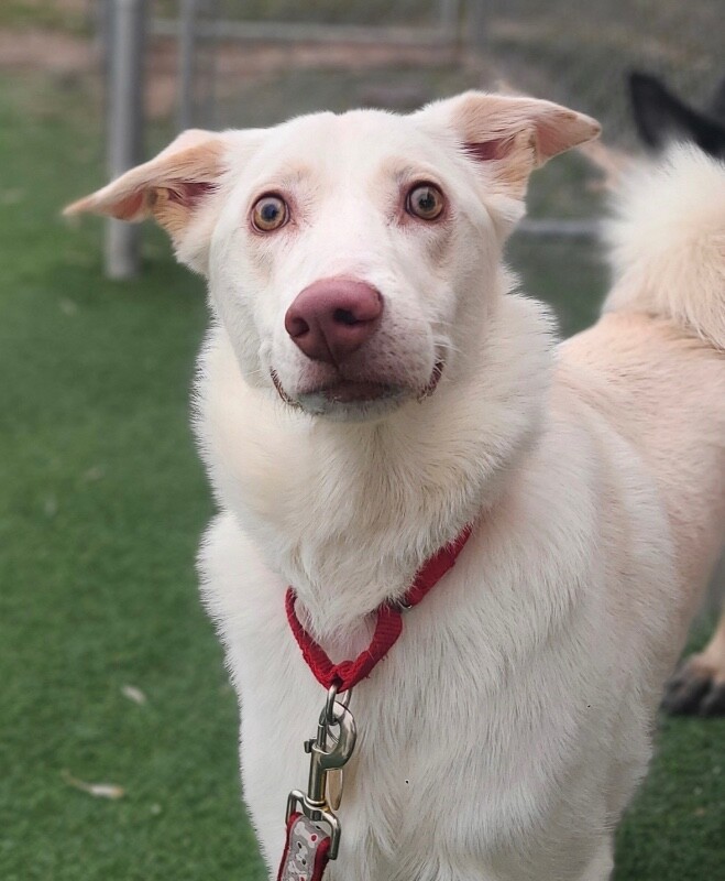 Picture of the Animal Listed