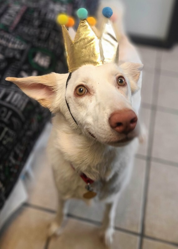 Picture of the Animal Listed