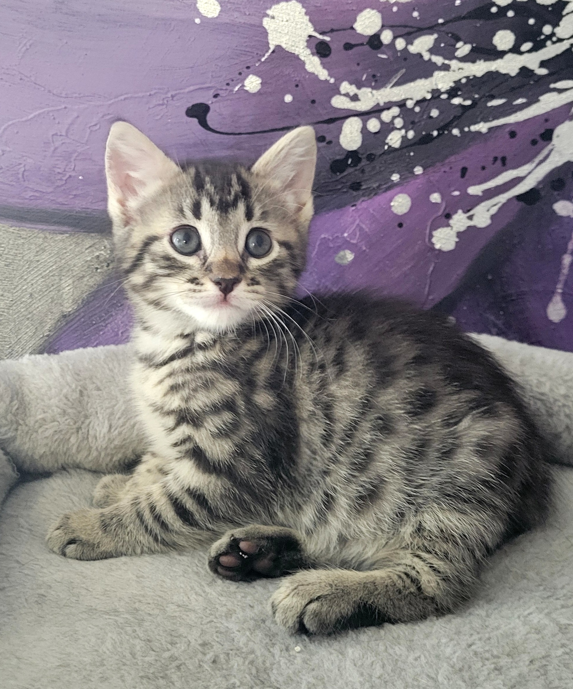 Picture of the Animal Listed