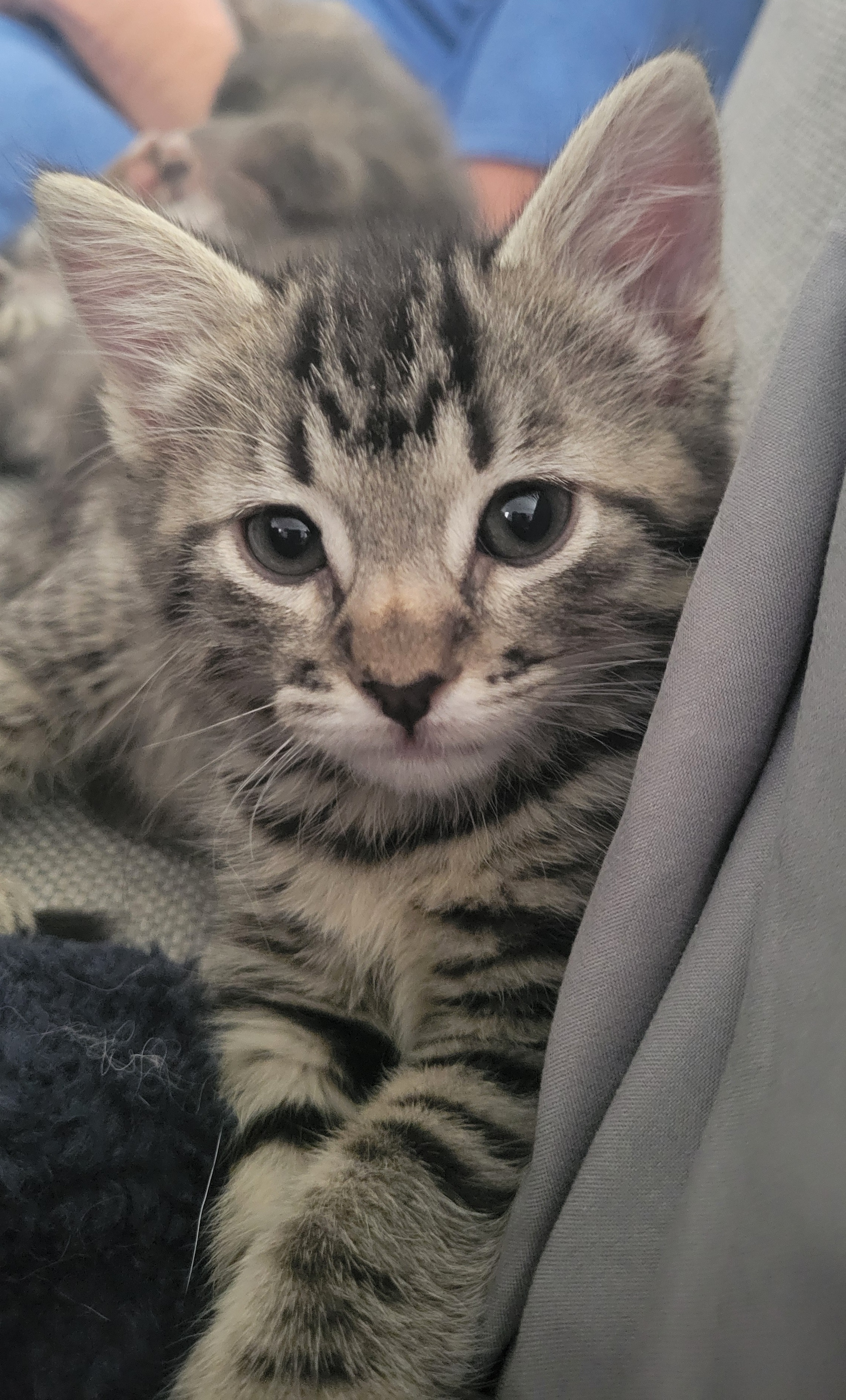 Picture of the Animal Listed