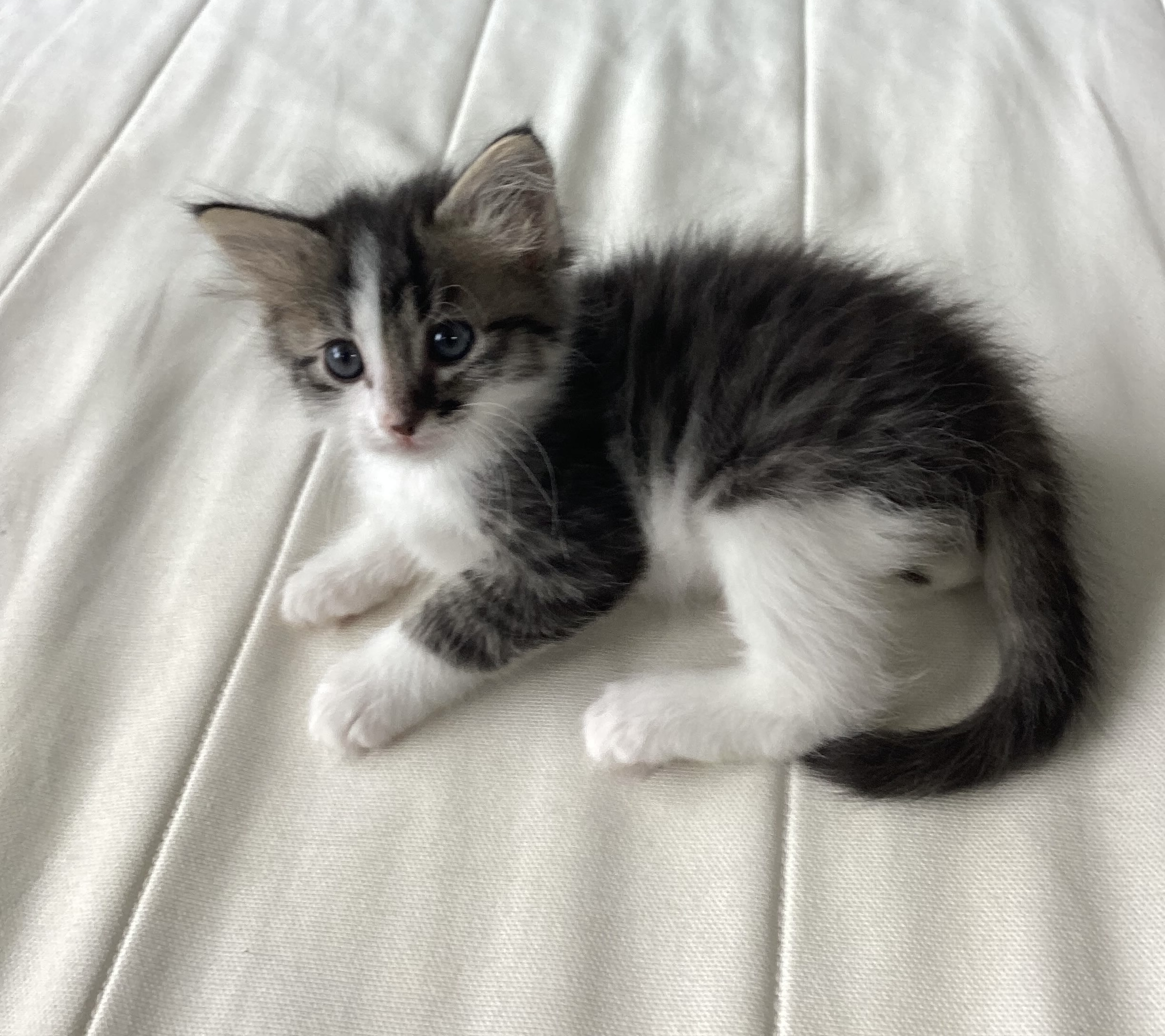 Picture of the Animal Listed