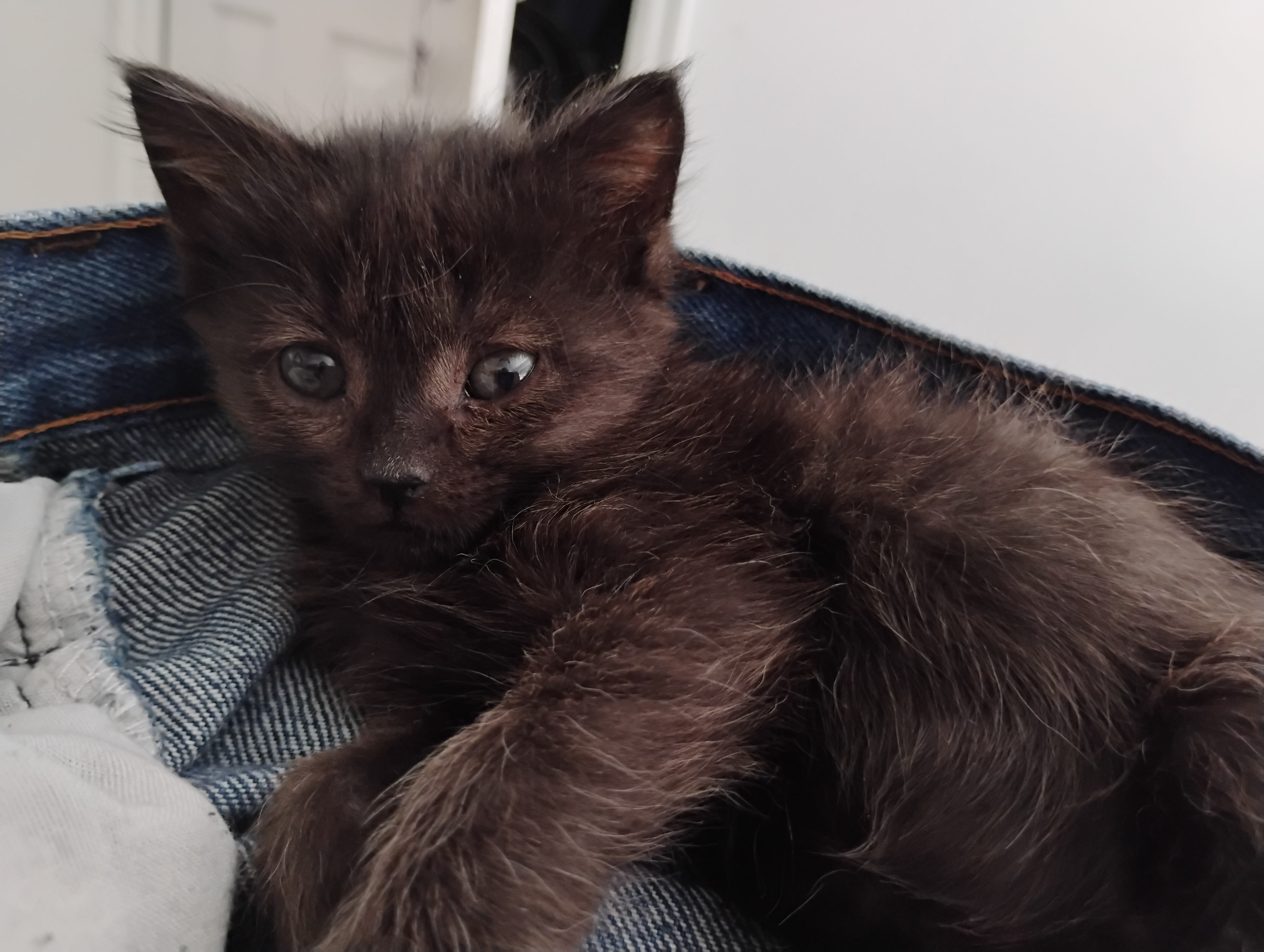 Picture of the Animal Listed
