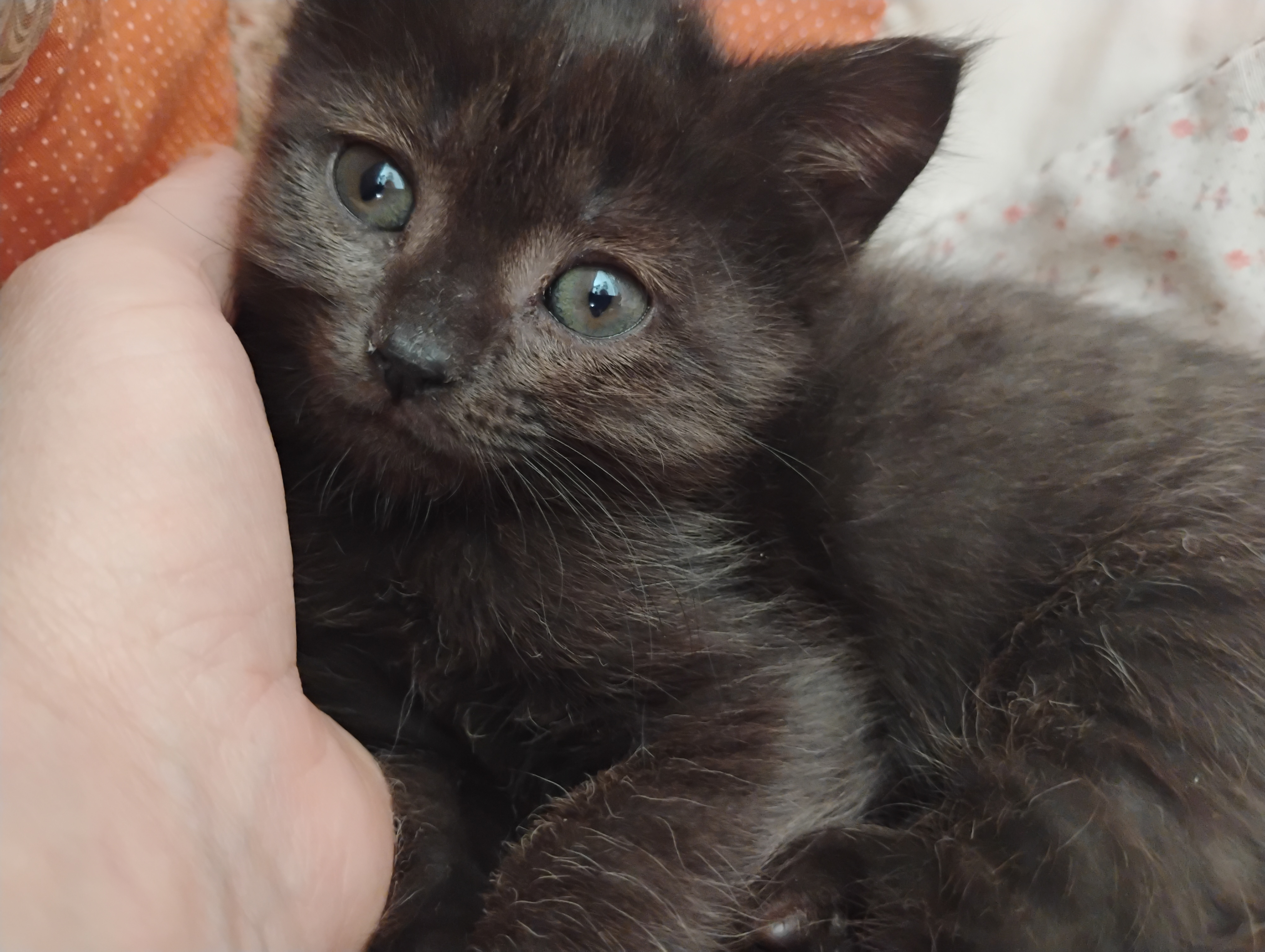 Picture of the Animal Listed