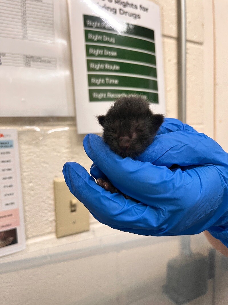 Picture of the Animal Listed