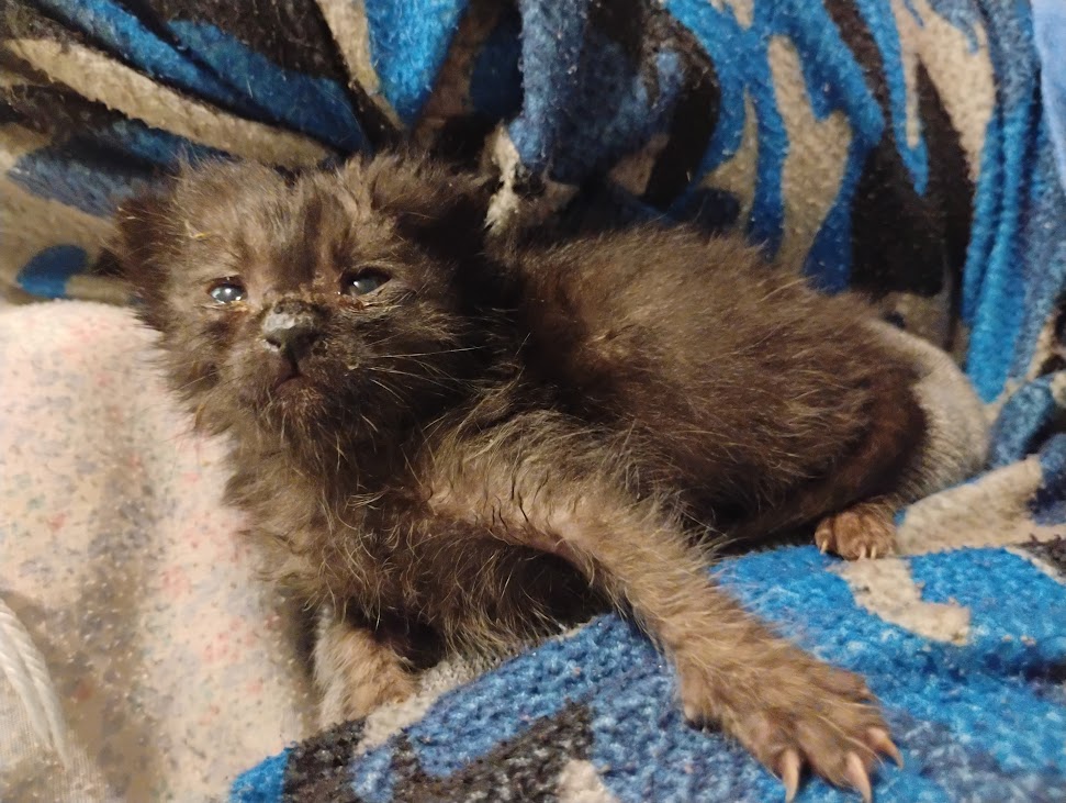 Picture of the Animal Listed
