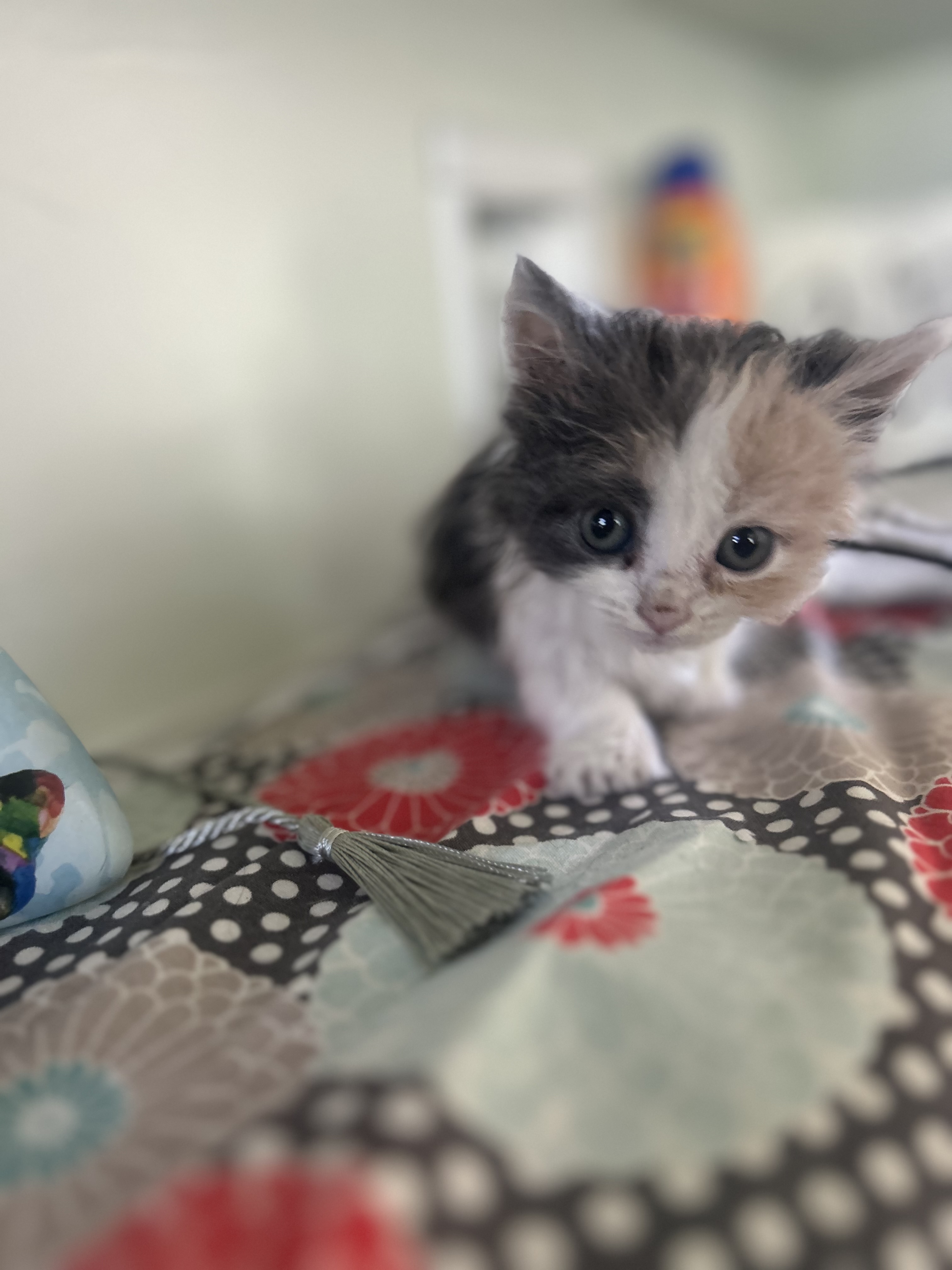 Picture of the Animal Listed