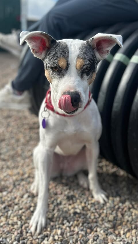 Picture of the Animal Listed