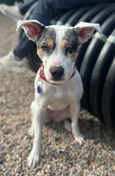 Picture of the Animal Listed