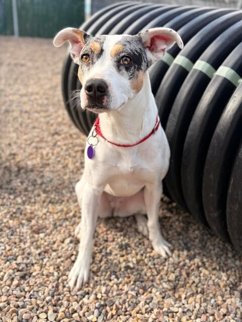 Picture of the Animal Listed