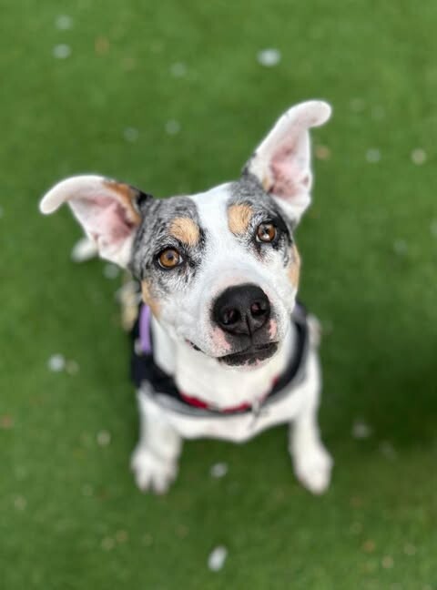 Picture of the Animal Listed