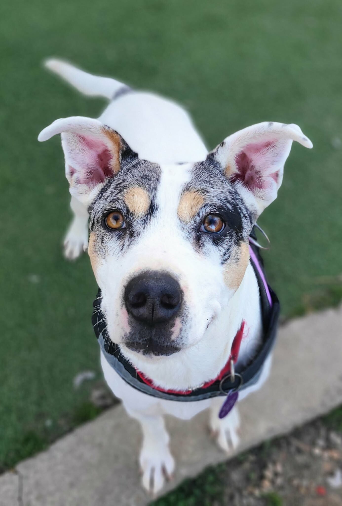 Picture of the Animal Listed