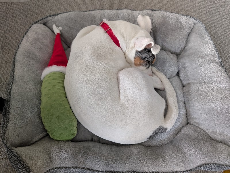 Picture of the Animal Listed