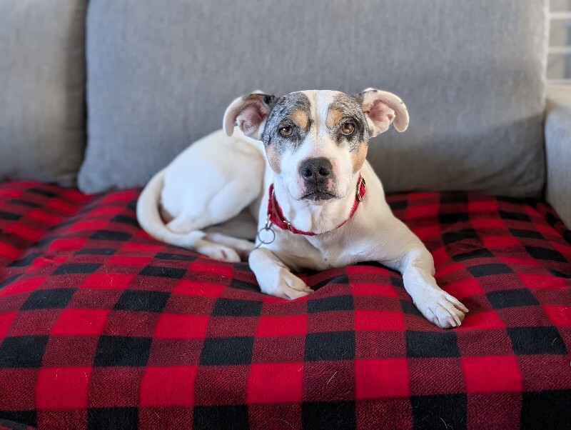 Picture of the Animal Listed