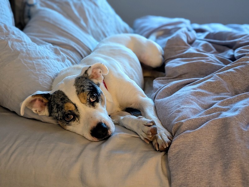 Picture of the Animal Listed