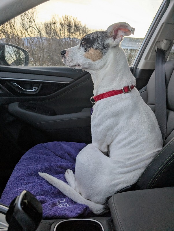 Picture of the Animal Listed