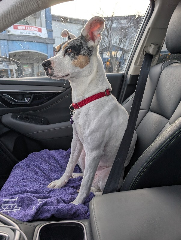 Picture of the Animal Listed