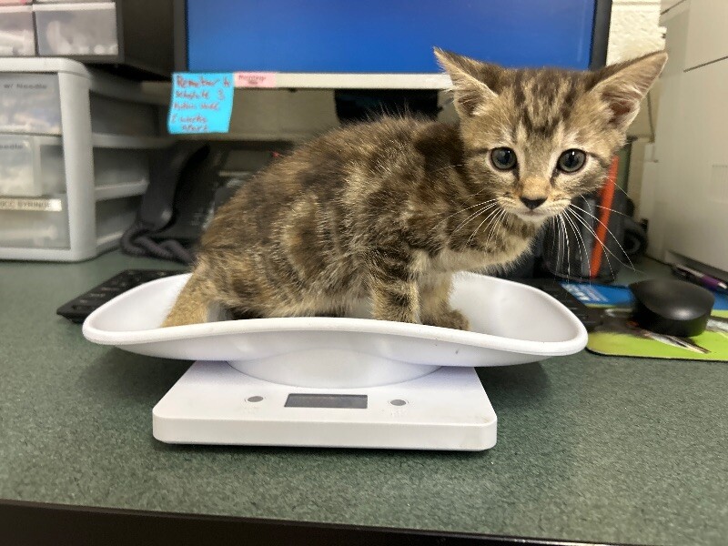 Picture of the Animal Listed