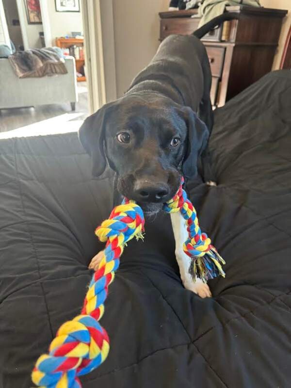 Picture of the Animal Listed