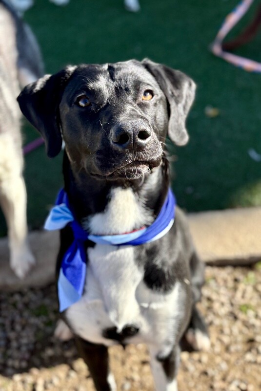 Picture of the Animal Listed