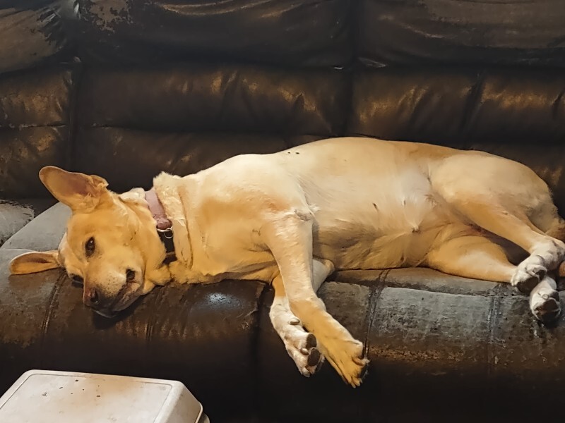 Picture of the Animal Listed