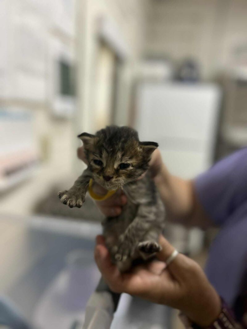 Picture of the Animal Listed