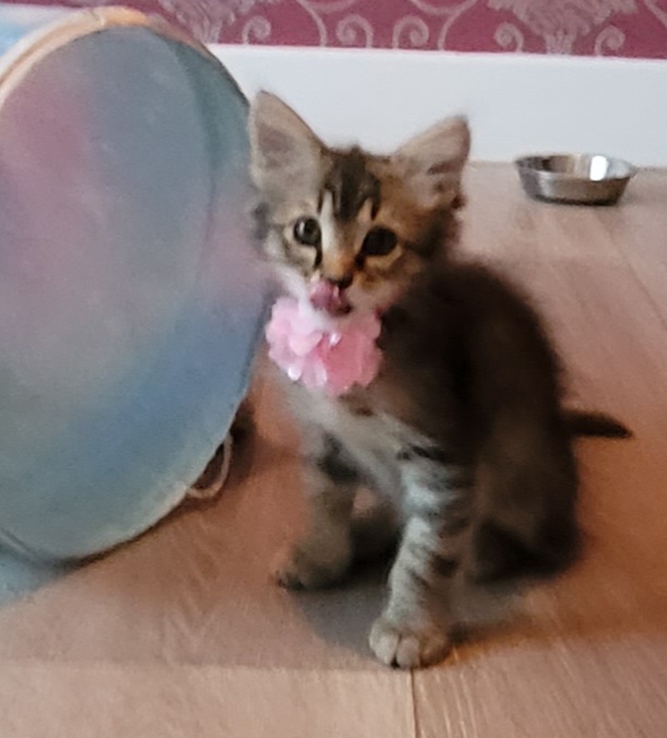 Picture of the Animal Listed