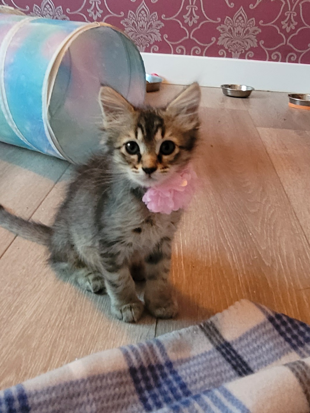 Picture of the Animal Listed