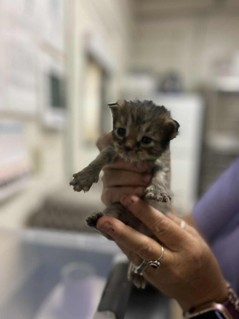Picture of the Animal Listed