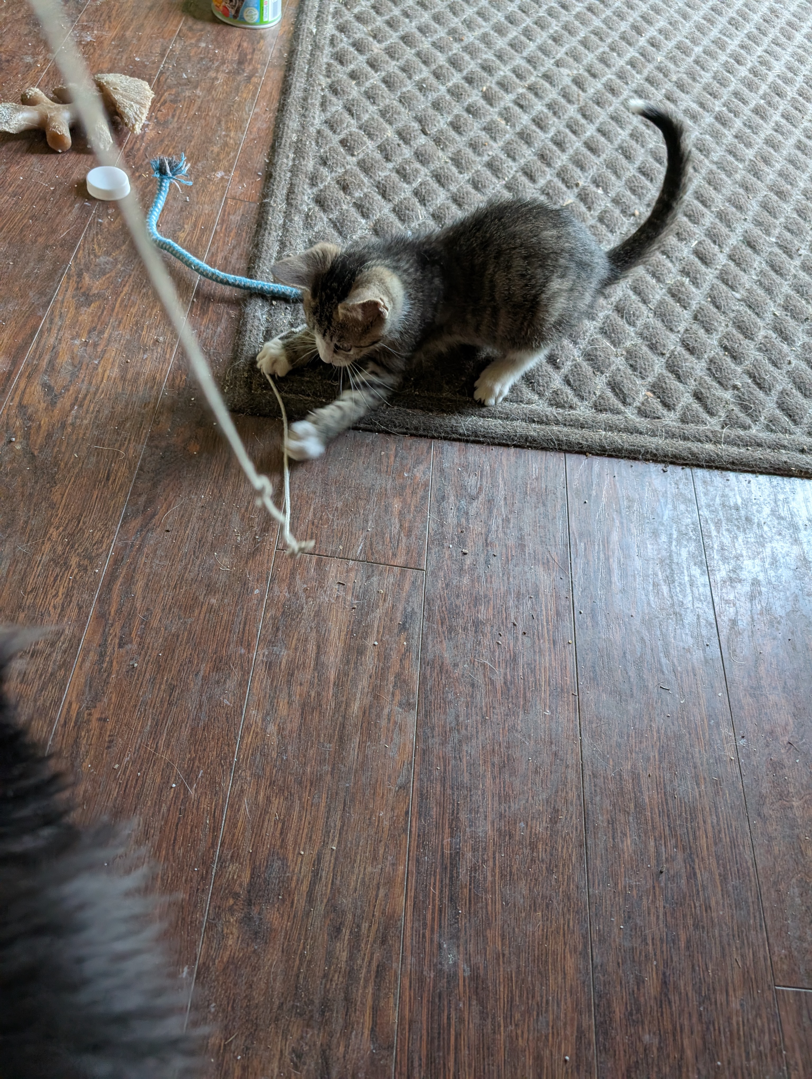 Picture of the Animal Listed