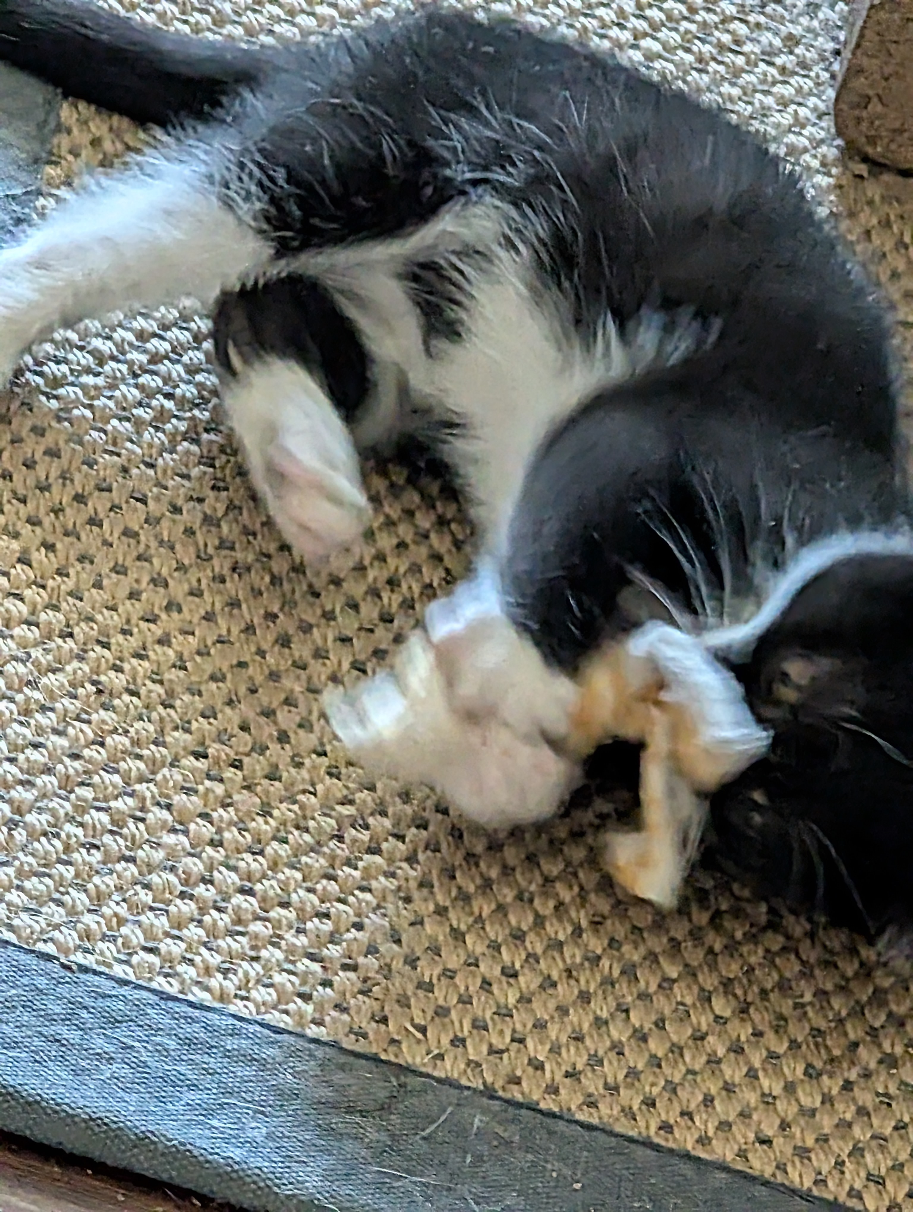 Picture of the Animal Listed