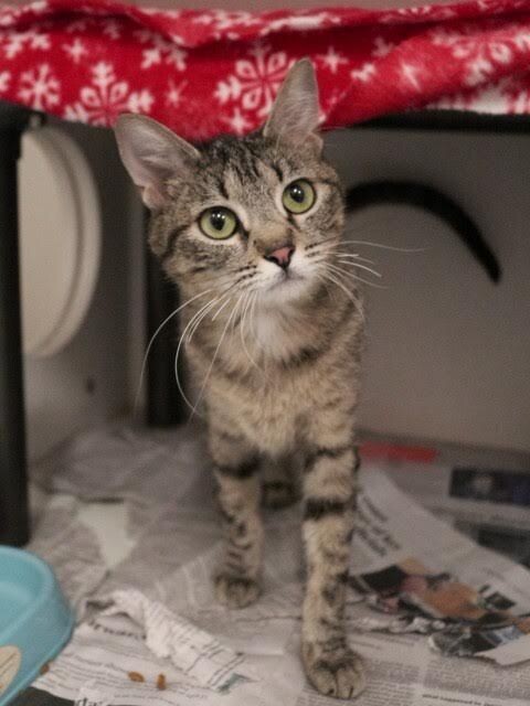 Picture of the Animal Listed