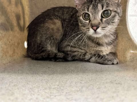 Picture of the Animal Listed