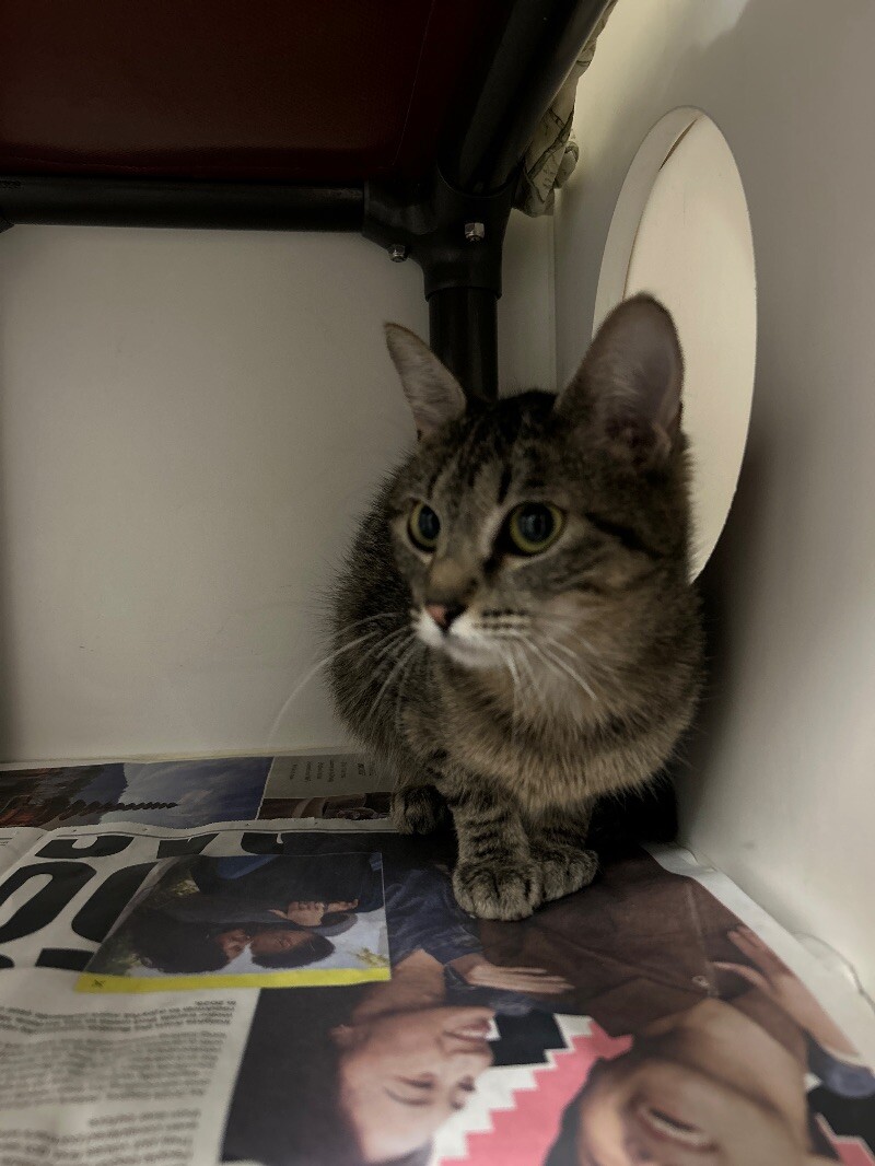 Picture of the Animal Listed