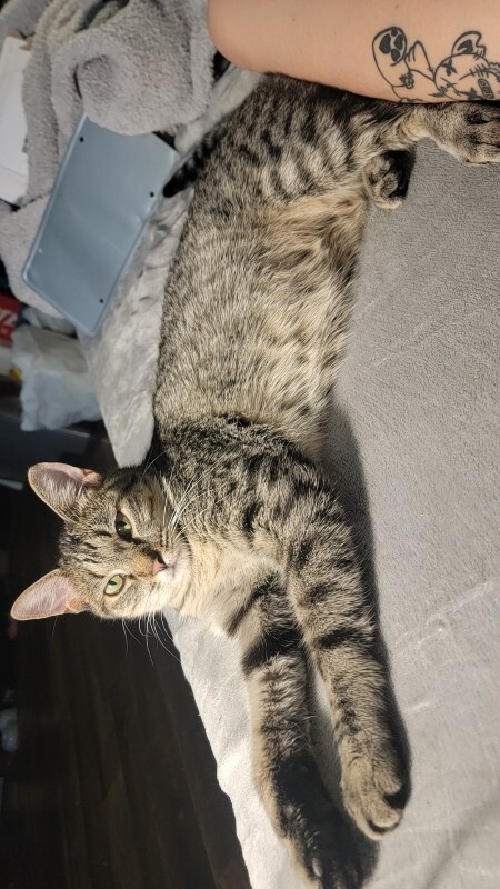 Picture of the Animal Listed