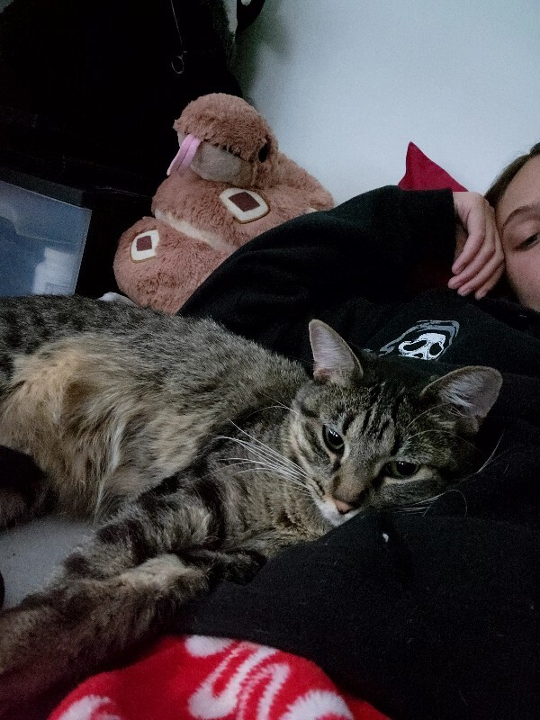 Picture of the Animal Listed