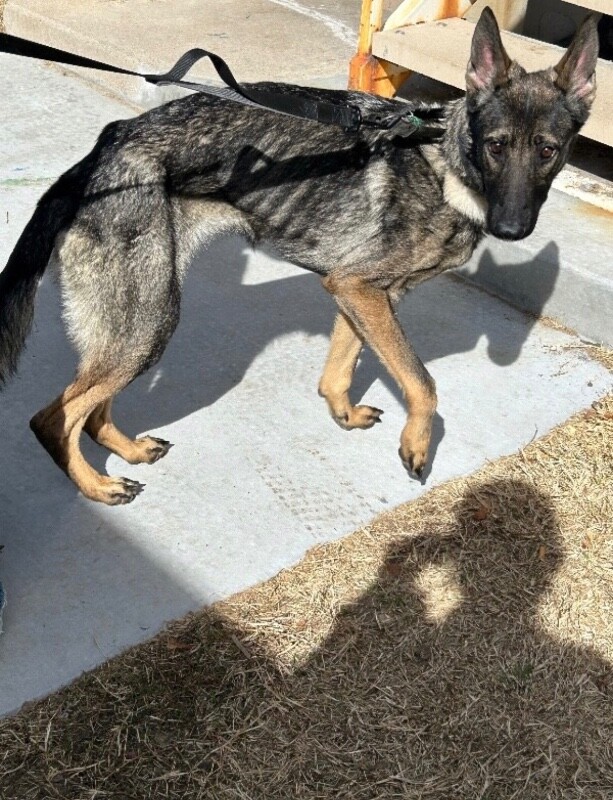 Picture of the Animal Listed