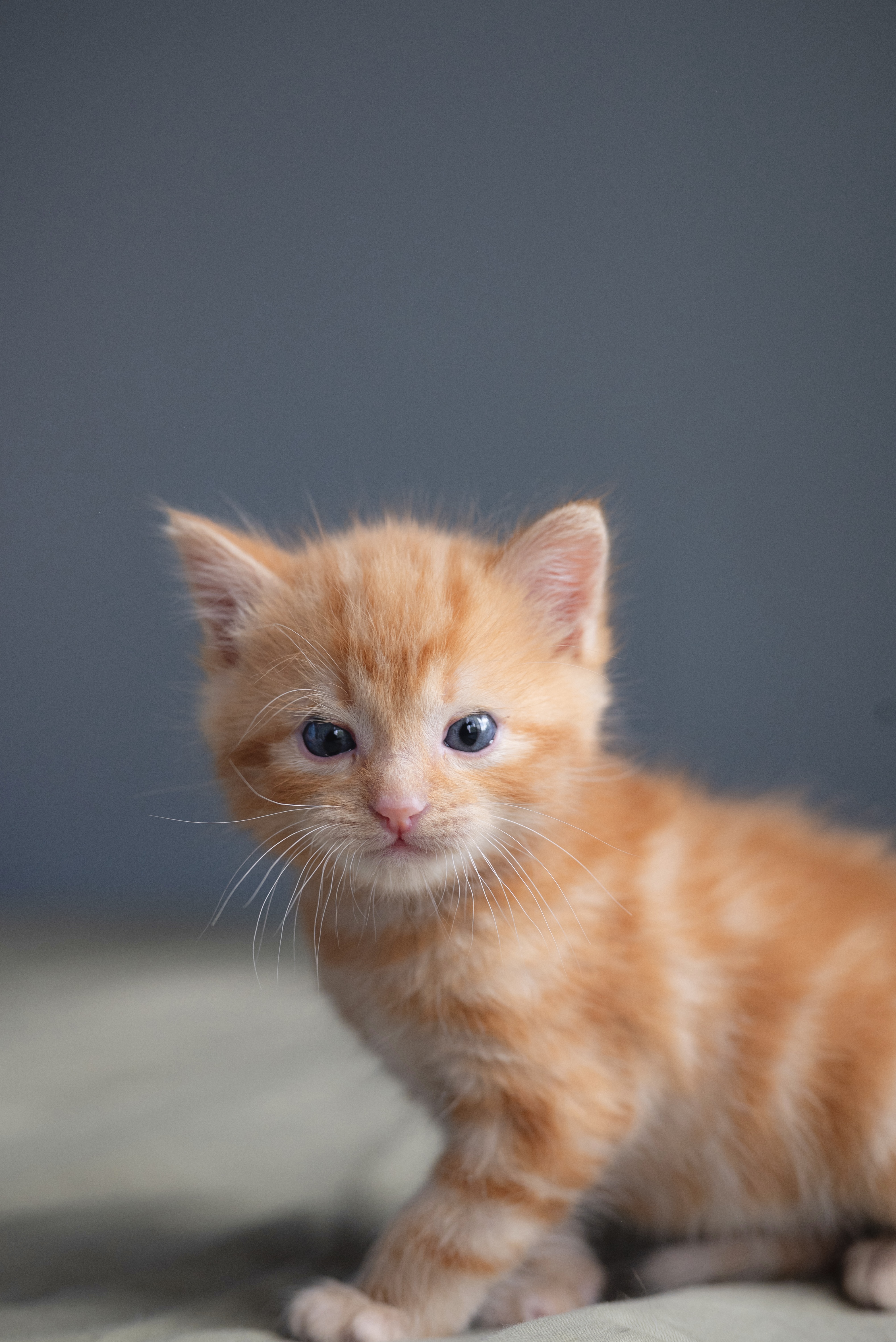 Picture of the Animal Listed