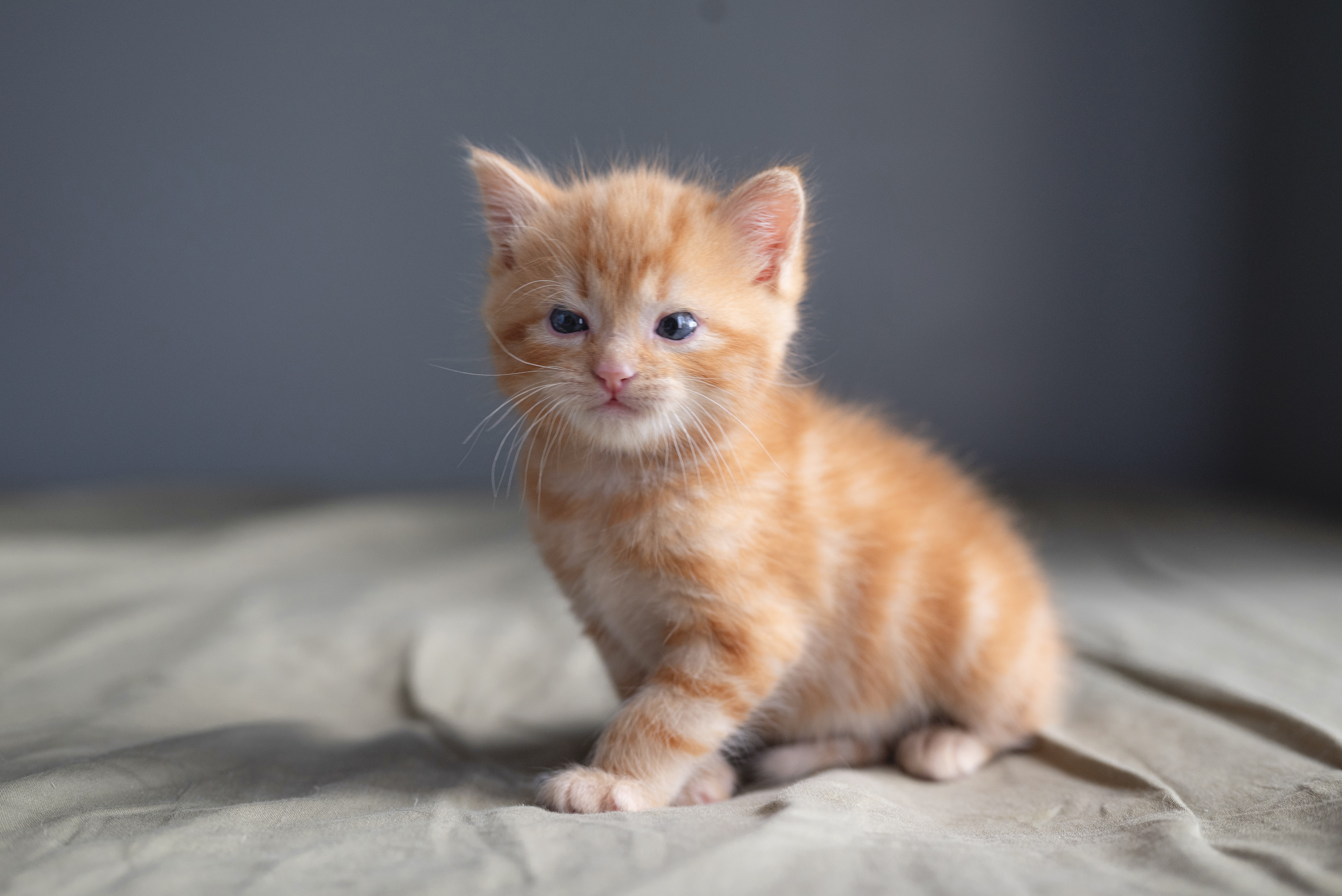 Picture of the Animal Listed