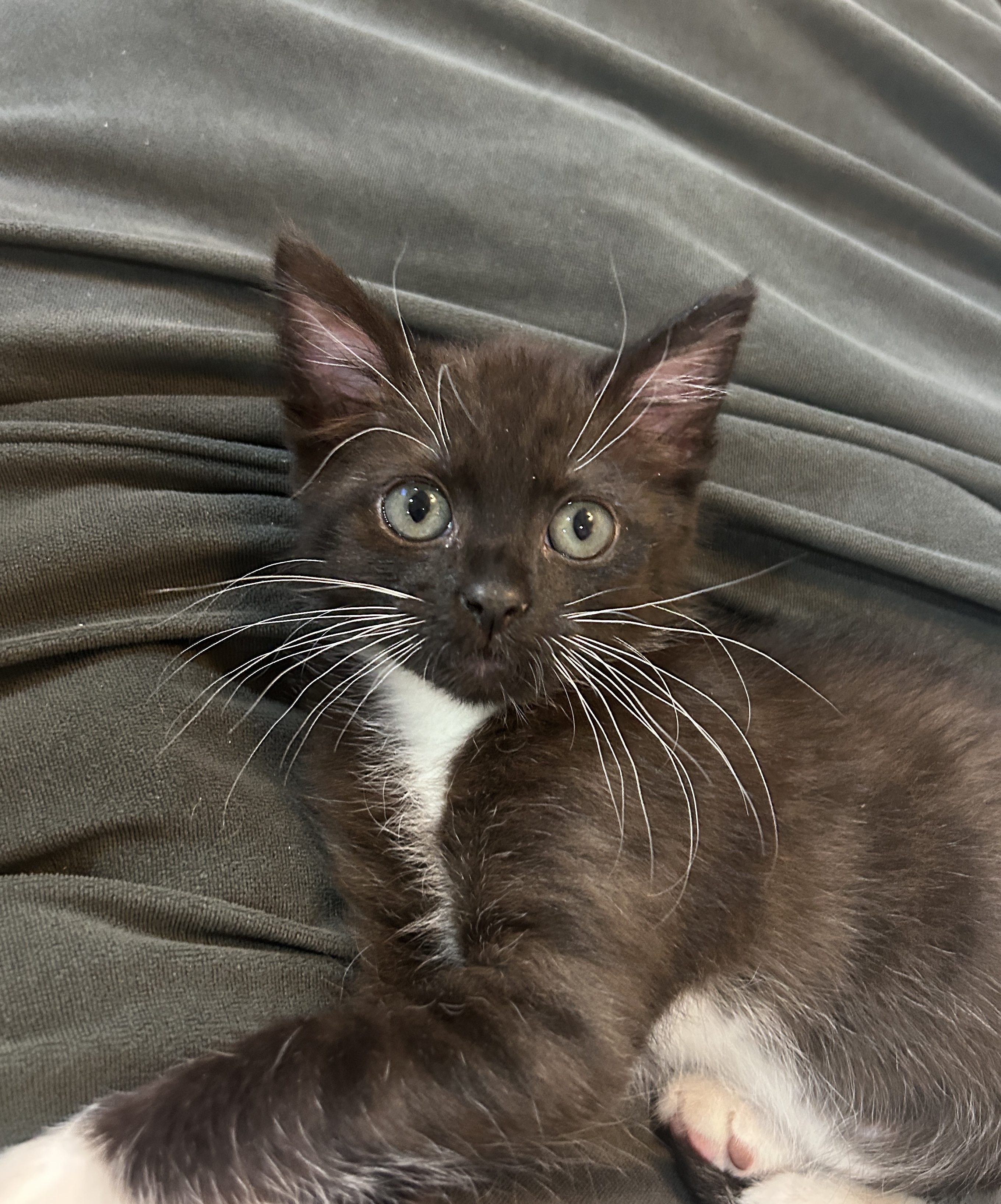Picture of the Animal Listed