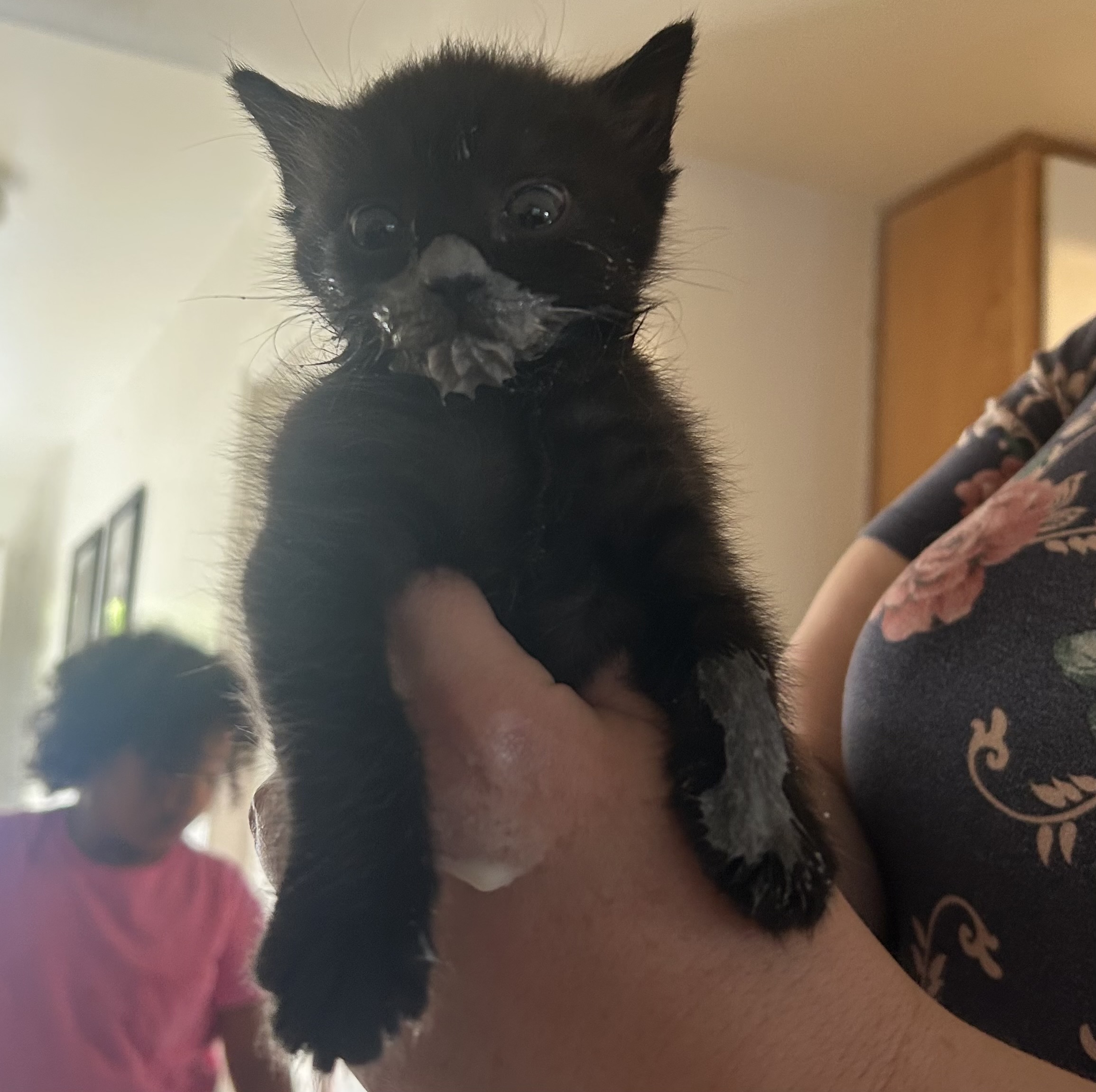 Picture of the Animal Listed