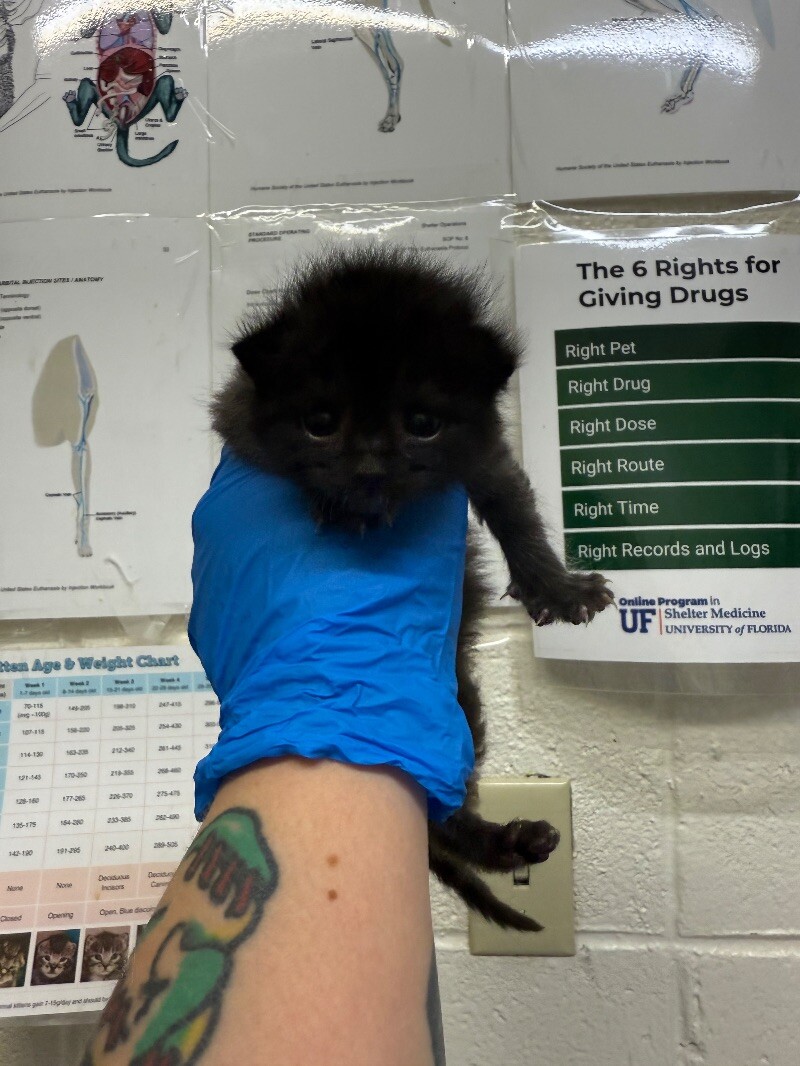 Picture of the Animal Listed