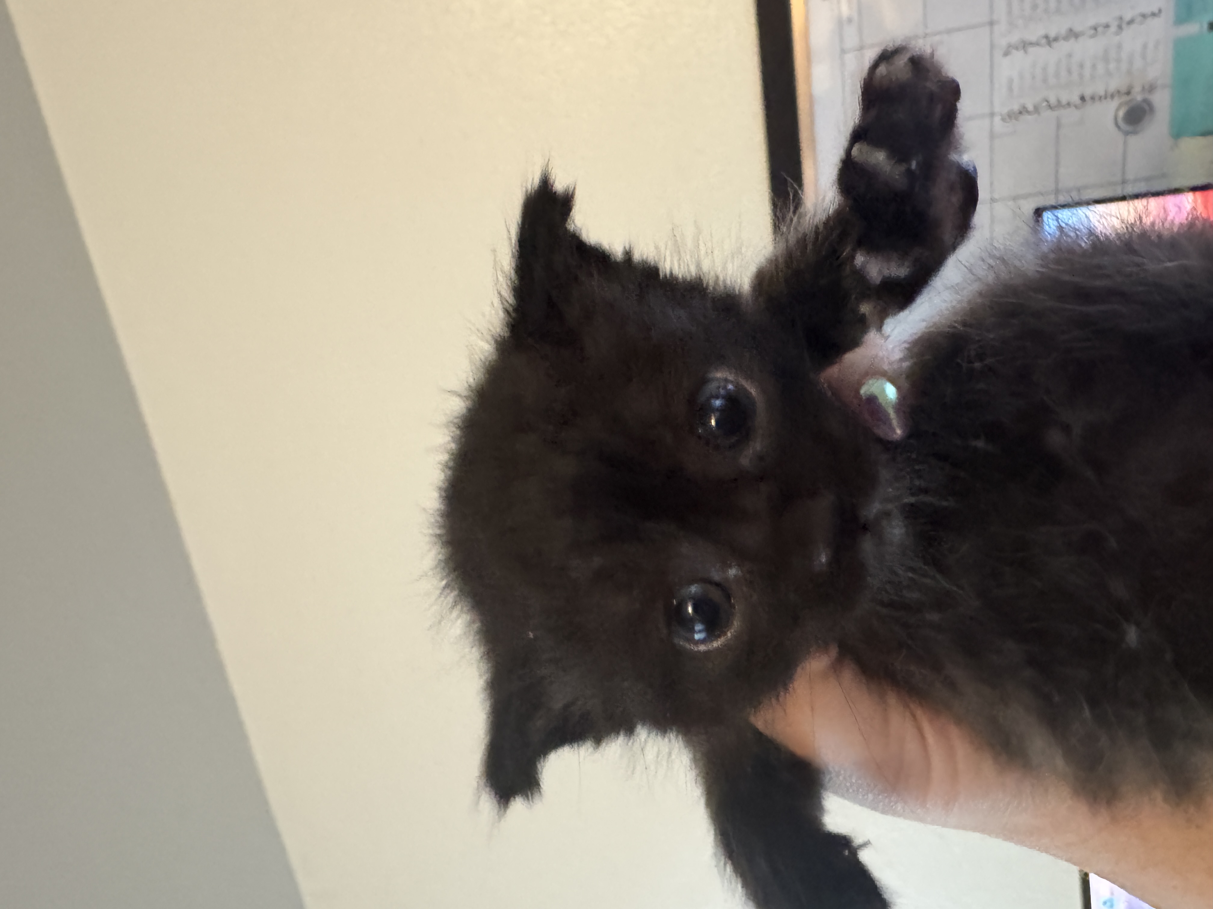 Picture of the Animal Listed