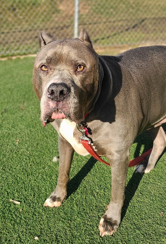 Picture of the Animal Listed