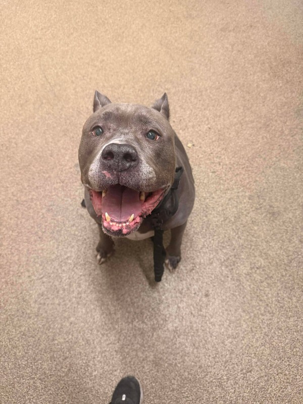 Picture of the Animal Listed