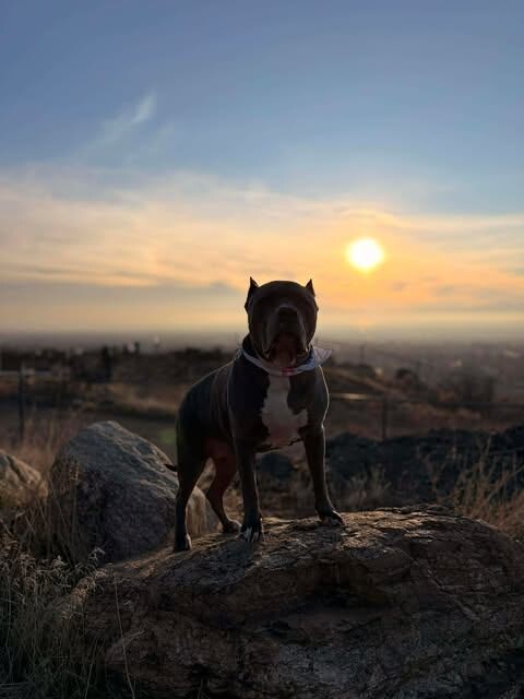 Picture of the Animal Listed