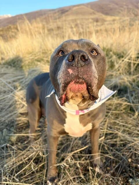 Picture of the Animal Listed