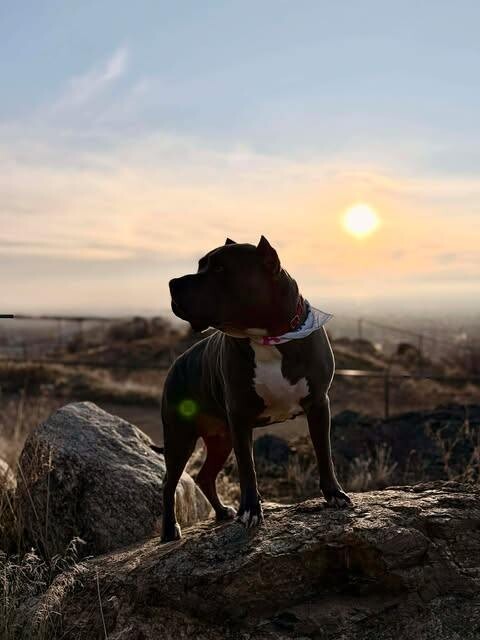 Picture of the Animal Listed