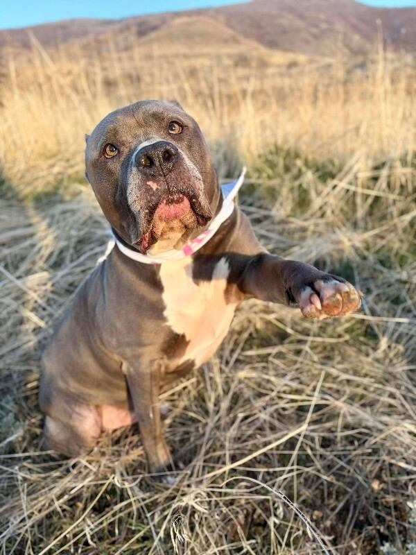 Picture of the Animal Listed