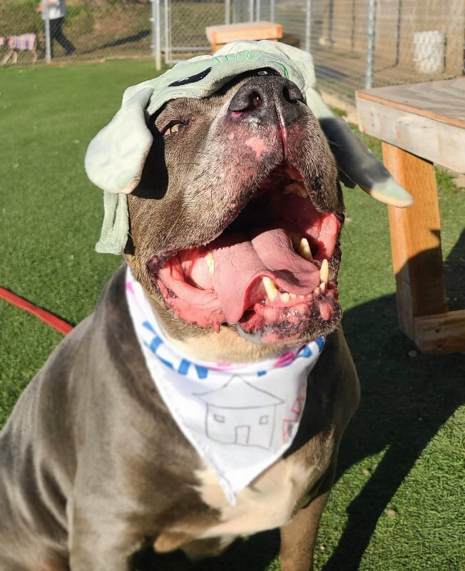 Picture of the Animal Listed